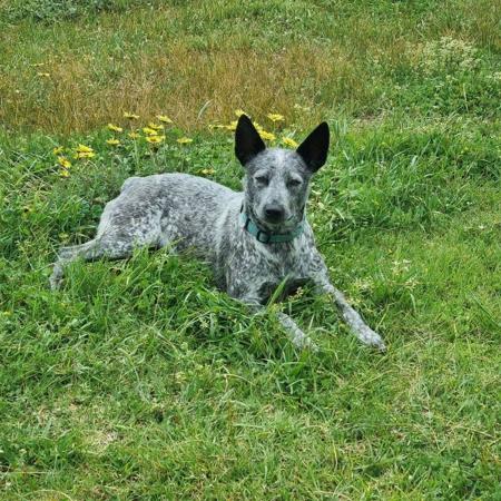 Heeler Dog Stumpy Tail Cattle Dog For Sale Stumpy Tail Cattle Dog