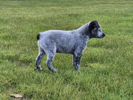 Australian Stumpy Tail Cattle Dog for sale by GUNNAWANNA
