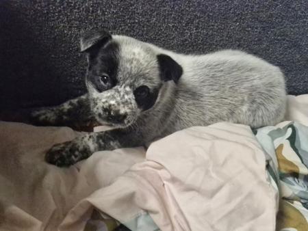 Australian Stumpy Tail Cattle Dog for sale by GUNNAWANNA