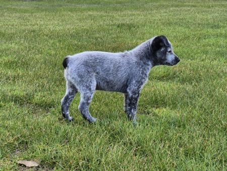 Australian Stumpy Tail Cattle Dog for sale by GUNNAWANNACATTLEDOG