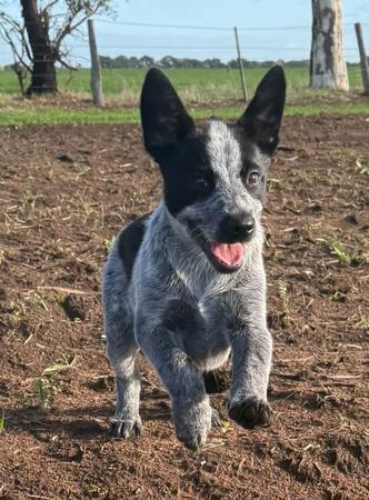 Australian Stumpy Tail Cattle Dog for sale by GUNNAWANNA