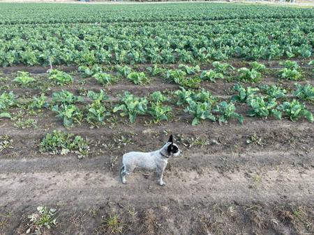 Australian Stumpy Tail Cattle Dog for sale by GUNNAWANNA