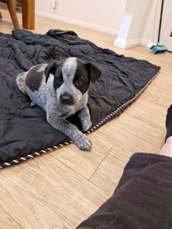 Australian Stumpy Tail Cattle Dog for sale by GUNNAWANNA