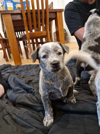 Australian Stumpy Tail Cattle Dog for sale by GUNNAWANNA