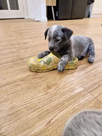 Australian Stumpy Tail Cattle Dog for sale by GUNNAWANNA
