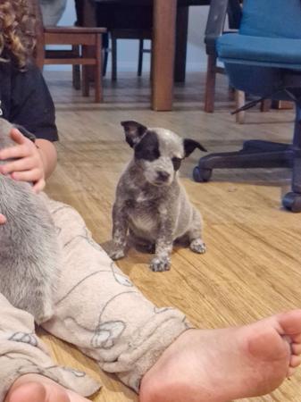 Australian Stumpy Tail Cattle Dog for sale by GUNNAWANNA