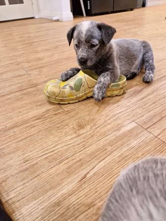 Australian Stumpy Tail Cattle Dog for sale by GUNNAWANNA