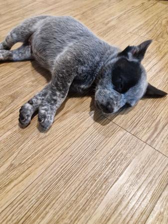 Australian Stumpy Tail Cattle Dog for sale by GUNNAWANNA