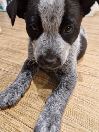 Australian Stumpy Tail Cattle Dog for sale by GUNNAWANNA