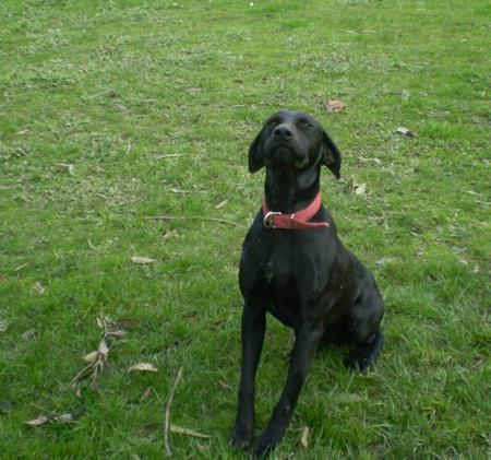 German Shorthaired Pointer for sale by RELOAD