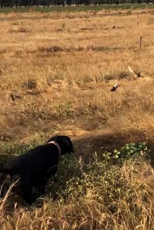 German Shorthaired Pointer for sale by RELOAD