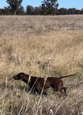 German Shorthaired Pointer for sale by RELOAD