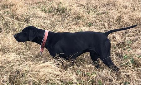German Shorthaired Pointer for sale by RELOAD
