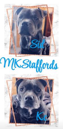 Staffordshire Bull Terrier for sale by MKSTAFFORDS