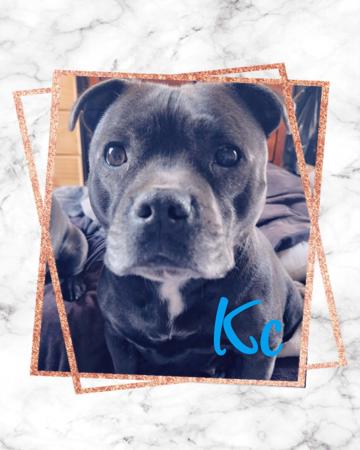 Staffordshire Bull Terrier for sale by MKSTAFFORDS