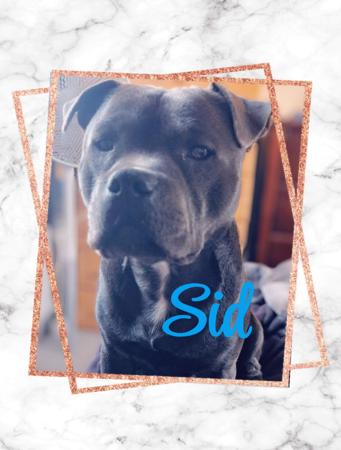Staffordshire Bull Terrier for sale by MKSTAFFORDS