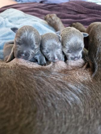Staffordshire Bull Terrier for sale by MKSTAFFORDS