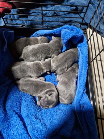 Staffordshire Bull Terrier for sale by MKSTAFFORDS