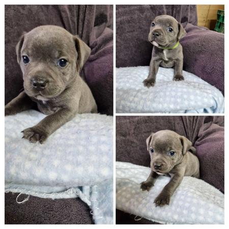 Staffordshire Bull Terrier for sale by MKSTAFFORDS