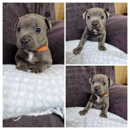 Staffordshire Bull Terrier for sale by MKSTAFFORDS
