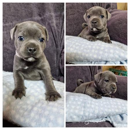 Staffordshire Bull Terrier for sale by MKSTAFFORDS