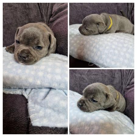 Staffordshire Bull Terrier for sale by MKSTAFFORDS
