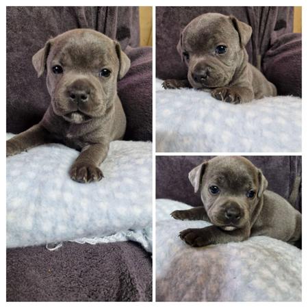 Staffordshire Bull Terrier for sale by MKSTAFFORDS