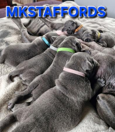 Staffordshire Bull Terrier for sale by MKSTAFFORDS