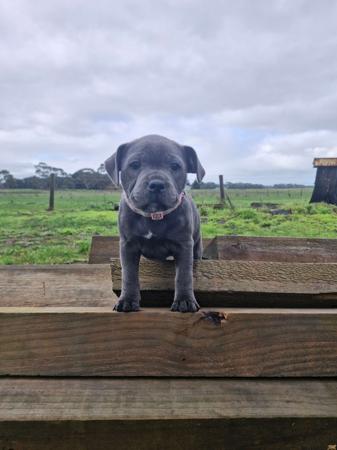 Staffordshire Bull Terrier puppy for sale by MKSTAFFORDS