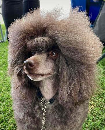 Poodle (Toy) for sale by CASHYPARK6