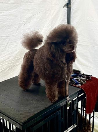 Poodle (Toy) for sale by CASHYPARK