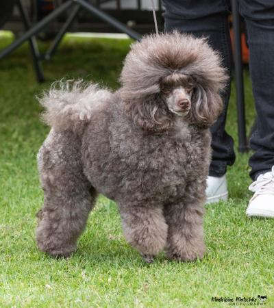 Poodle (Toy) for sale by CASHYPARK