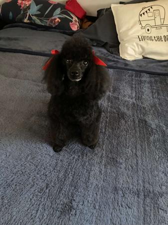 Poodle (Toy) for sale by CASHYPARK