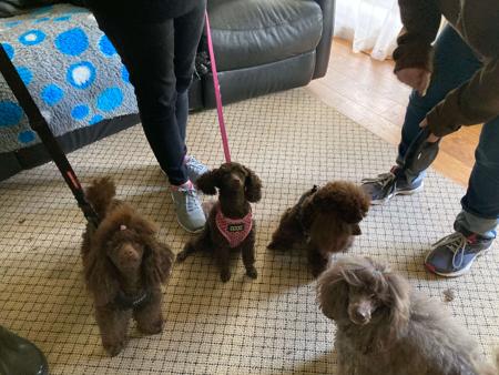 Poodle (Toy) for sale by CASHYPARK