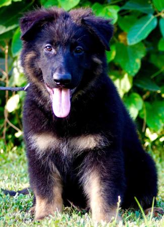 German Shepherd Dog puppy for sale by ZULUFORCEK9