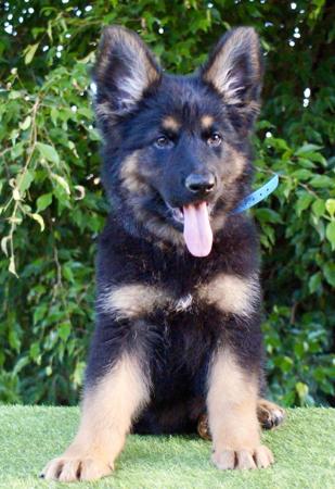 German Shepherd Dog puppy for sale by ZULUFORCEK9