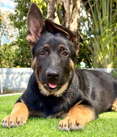 German Shepherd Dog puppy for sale by ZULUFORCEK9