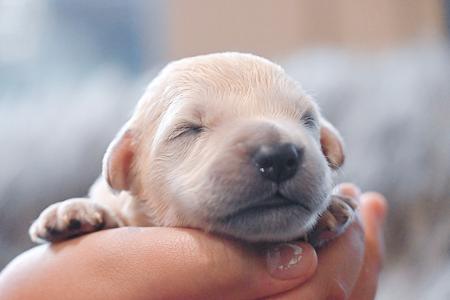 Golden Retriever for sale by VONGOLDHAUS