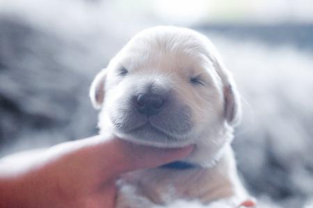 Golden Retriever for sale by VONGOLDHAUS