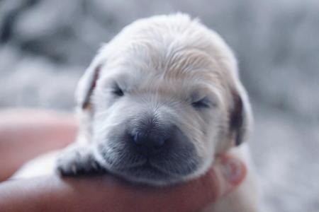 Golden Retriever for sale by VONGOLDHAUS