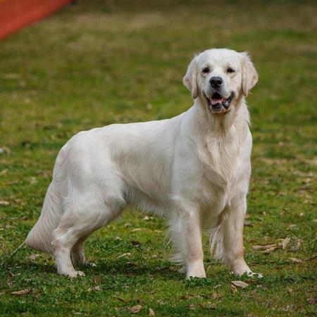 Golden Retriever for sale by VONGOLDHAUS