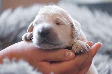 Golden Retriever for sale by VONGOLDHAUS