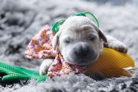 Golden Retriever for sale by VONGOLDHAUS