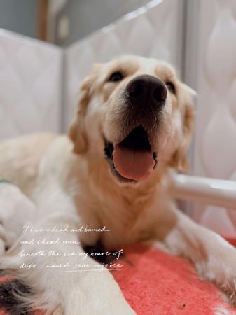 Golden Retriever for sale by VONGOLDHAUS