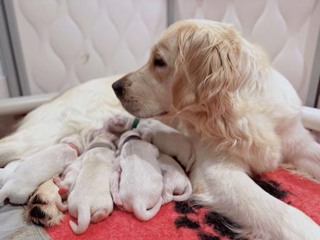 Golden Retriever for sale by VONGOLDHAUS