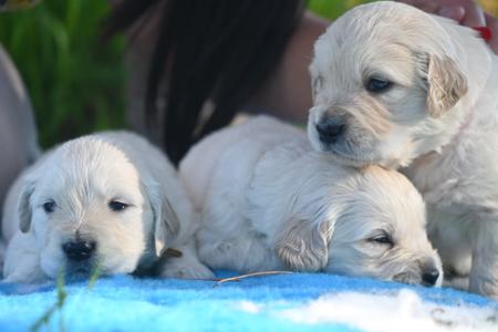 Golden Retriever puppy for sale by MENGMENGXIAO88