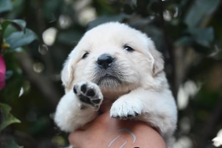 Golden Retriever puppy for sale by MENGMENGXIAO88