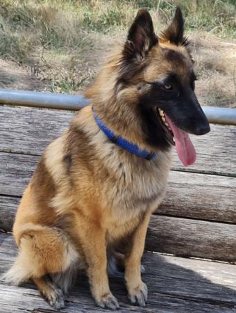 Belgian Shepherd Dog (Tervueren) for sale by BELGIANRIVER
