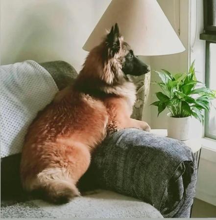 Belgian Shepherd Dog (Tervueren) for sale by BELGIANRIVER