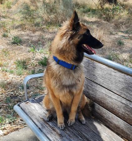 Belgian Shepherd Dog (Tervueren) for sale by BELGIANRIVER